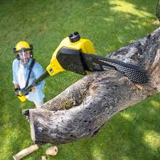 Best Stump Grinding and Removal  in Rancho Santa Fe, CA