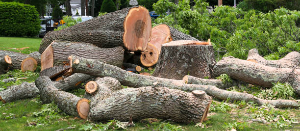 Best Storm Damage Tree Cleanup  in Rancho Santa Fe, CA