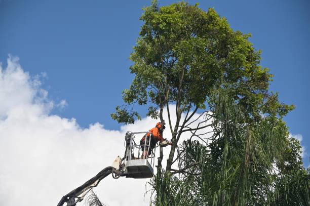 Best Landscape Design and Installation  in Rancho Santa Fe, CA