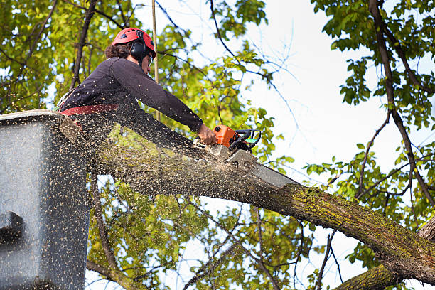 Professional Tree Care in Rancho Santa Fe, CA